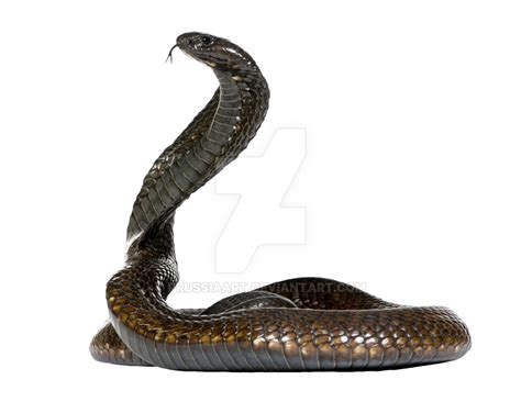 Black Mamba Snake Png