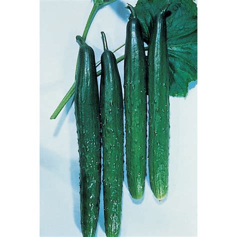 Tasty Green Hybrid Cucumber Burpless Horticultural Products And Services