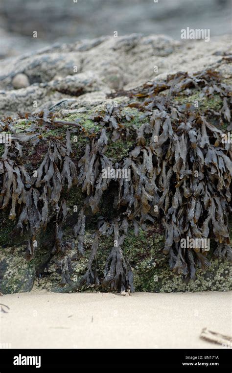 Hanging Seaweed Hi Res Stock Photography And Images Alamy