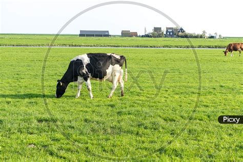 Image Of Netherlandswetlandsmaarken A Cow Grazing On A Lush Green