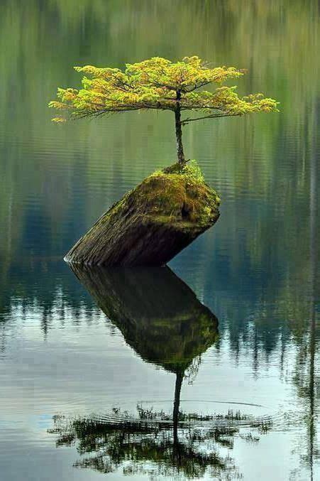 Unusual Place For A Tree Nature Amazing Nature Nature Photography
