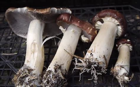 The Ultimate Guide To Wine Cap Mushrooms Grocycle