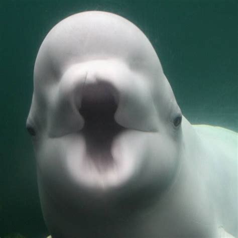 Environment Animals Beautiful Beluga Whale Animals