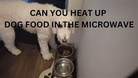 Mysterious Query Can You Heat Up Dog Food In The Microwave