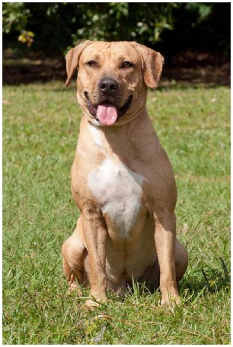Black Mouth Cur Puppies Breeders Facts Pictures