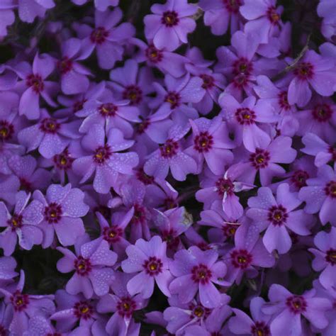 Phlox Subulata ‘eye Caramba Kiefer Nursery Trees Shrubs Perennials