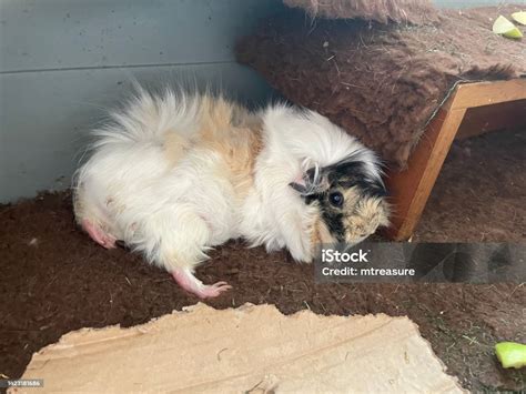 Image Of Female Baby Beige Black And White Long Haired Abyssinian