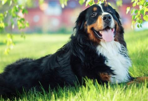 12 Pros And Cons Of Owning A Bernese Mountain Dog Pettime