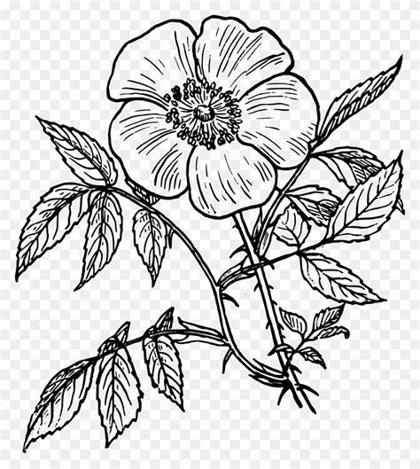 Clipart Wildflower Png Flyclipart