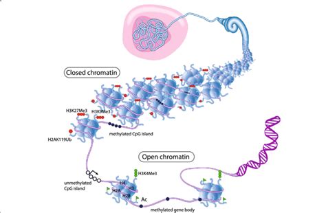 Epigenetic Regulation Of Chromatin Structure The Majority Of Dna Is