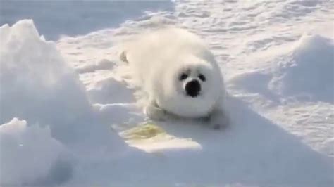 Cute Baby Polar Bear On Snow White Polar Bear On Snow
