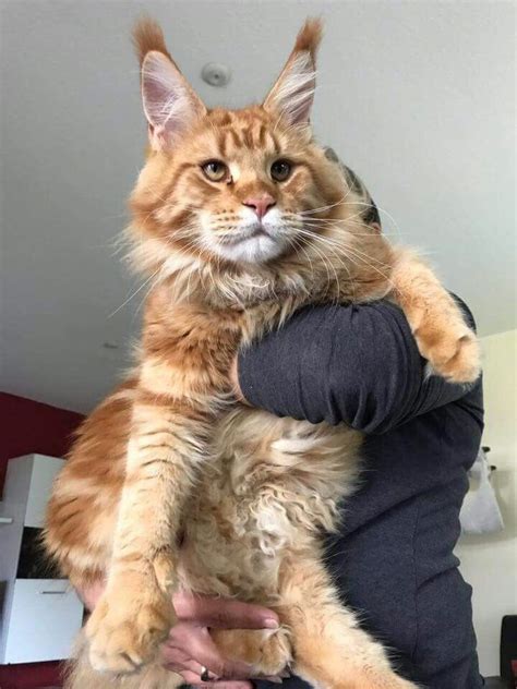 Pin On Maine ️ Coon ️