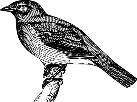 Download Mockingbird Clipart For Free Designlooter 2020 👨‍🎨