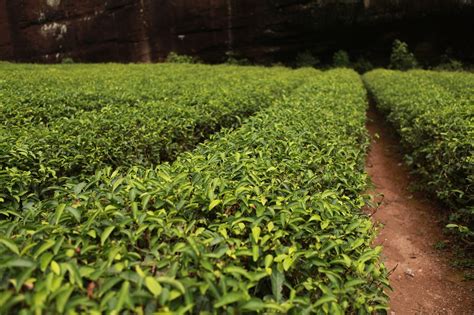 Download Free Photo Of Tea Gardentea Treeteaplantgreen From