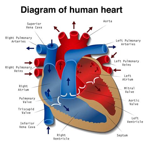 Heart Disease Definition Causes Research