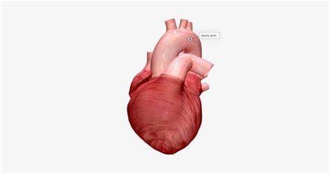Premium Photo The Aorta Sends Oxygenated Blood From The Heart To All
