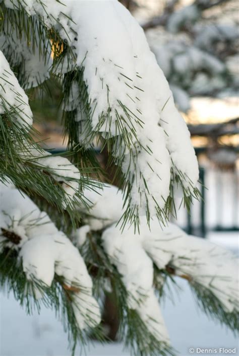 Snow Covered Evergreen Tree Dennis Flood Photography