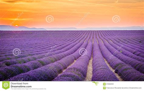 Provence France Valensole Plateau With Purple Lavender Field Stock