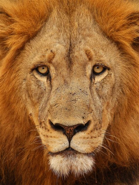 Why Illinois Is Roaring Mad About Lion Meat The Salt Npr