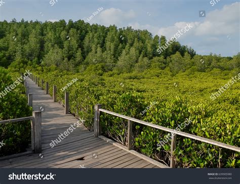 Wooden Bridge Tung Prong Thonggolden Mangrove Stock Photo 639905980