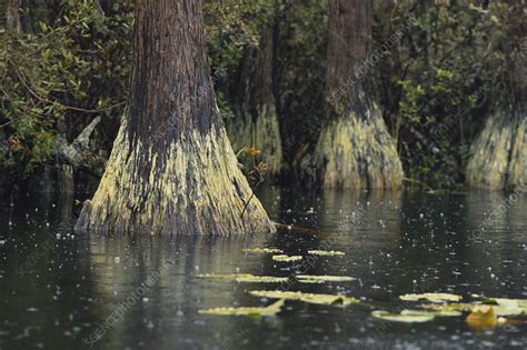 Swamp Gas In Okefenokee Stock Image C0120621 Science Photo Library