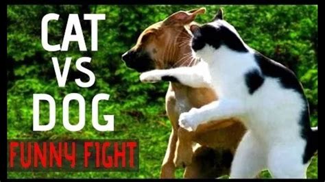 Cat Vs Dog Fight Funny Video Compilation Youtube