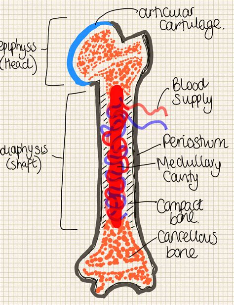 Long, short, flat, irregular and sesamoid. Structure Of Long Bone Diagram : anatomy part I at Pope ...