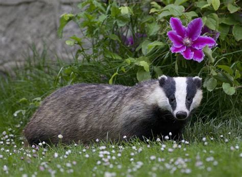 How To Stop Badgers From Digging Up Your Garden Four Top Tips