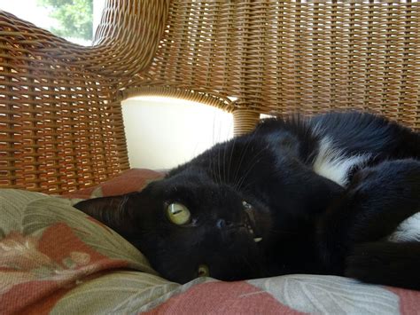 Free Stock Photo Of Black Cat Cat Cute Cat