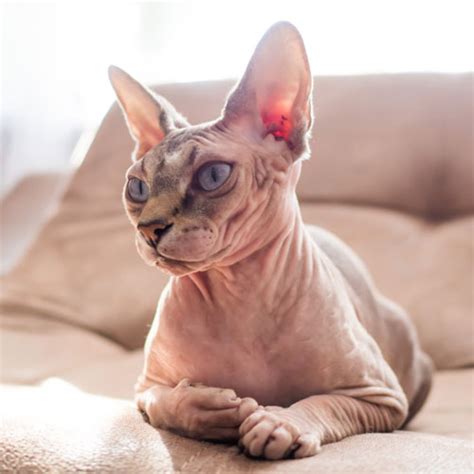 Sphynx Cat Breed Facts Traits Health Vets Choice Vets Choice