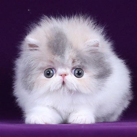 Persian Kitties Lekchillicatss Photo On Instagram Cats Baby Cats