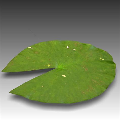 Water Lily Leaf Obj