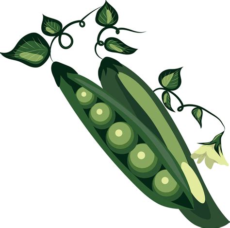 Vector Image Of Peas Pea Pods With Flowers And Leaves Peas 22697485