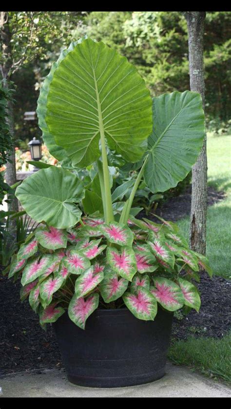 Elephant Ear And Caladium Containergardening Plants Container