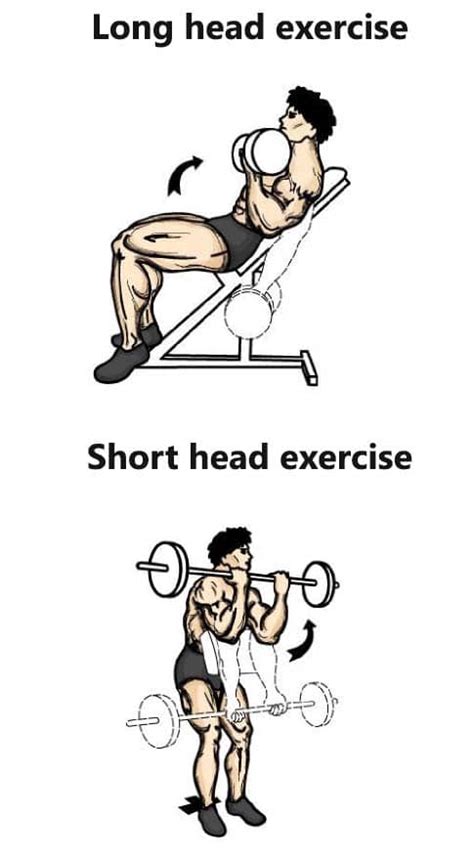 Although the biceps brachii is a single muscle, it's divided into a long head and a short head. Simple and effective bicep long and short head exercises ...