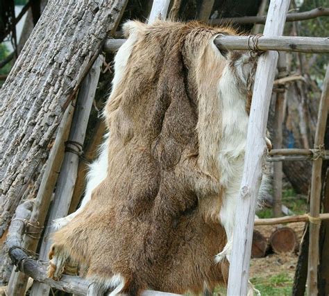 The Easiest Way To Preserve And Tan Hides Tanning Hides Animal Hide
