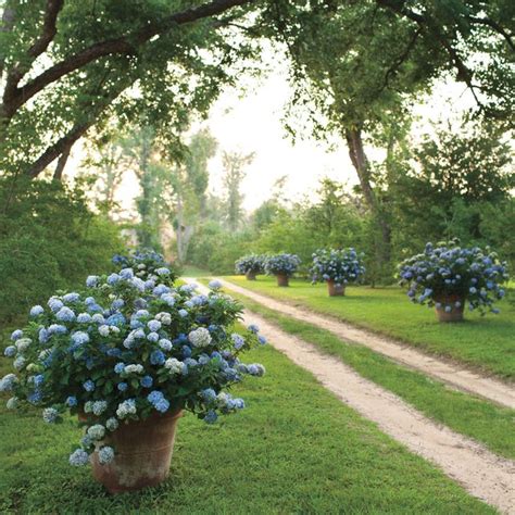 14 Best Southern Gardens 2021 Plant Ideas For Southern Gardens