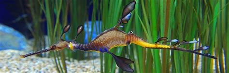 Seahorses In Aquariums Seahorse Facts And Information