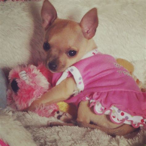 Pretty In Pink Cute Chihuahua Baby Chihuahua Chihuahua Love