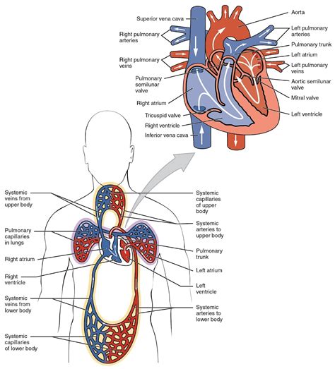 Blood Circulation In Heart Flowchart In 14 Steps