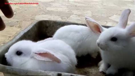 Very Cute White Baby Rabbits Youtube
