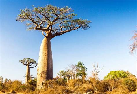 Baobab Trees In South Africa Hluhluwe Game Reserve
