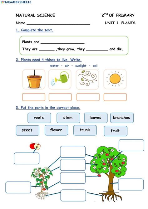 Plants Interactive And Downloadable Worksheet You Can Do The Exercises