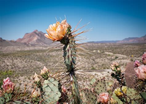 Waylon jennings şarkısı cactus texas da 3.179'du , geçmiş yıllardan kaktüs taslağıdır. Hwy 170 Cactus, West Texas | West texas, Planting flowers ...