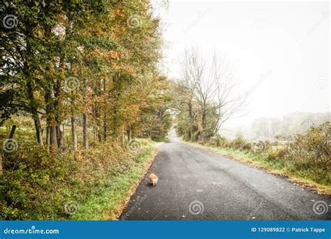 Corgi On A Foggy Country Road Stock Photo Image Of Skies Trotting