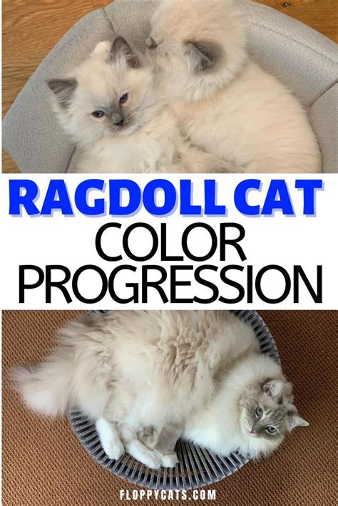 Ragdoll Cat Colors Ragdoll Cat Color Progression And Development In