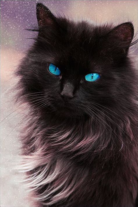 Fluffy Black Kittens With Blue Eyes Lucky Black The