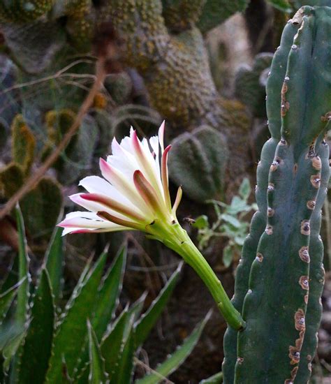 Early Morning White Cactus Flower In My Sonoran Desert Garden Cactus