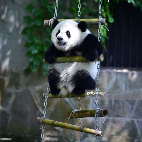 One Of The Twin Giant Pandas Plays During The Twins 1 Year Old