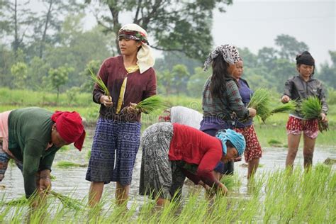 Chitwan Nepal 04 April 2020 Nepali Women Working In The Farmland From